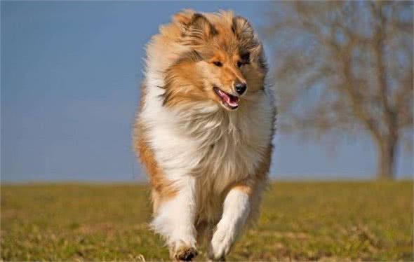 四种适合家样的大型犬，每一种看着都很凶猛，养的人都是胆子大的