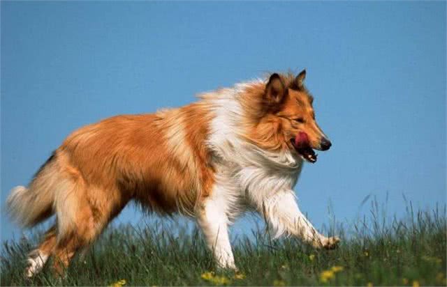 四种适合家样的大型犬，每一种看着都很凶猛，养的人都是胆子大的