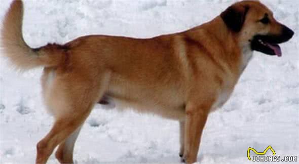 四种适合家样的大型犬，每一种看着都很凶猛，养的人都是胆子大的