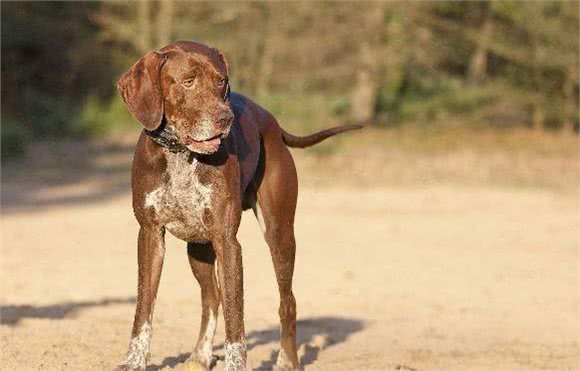 四种适合家样的大型犬，每一种看着都很凶猛，养的人都是胆子大的