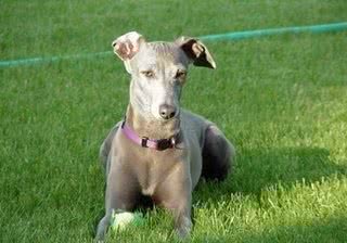 董小姐命名的格力犬?奔跑速度可比得上花豹的格力犬太美了