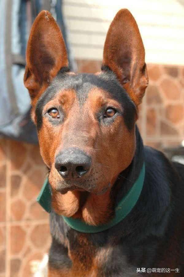 你知道吗?其实我们中国本土犬莱州红犬的能力，可以与德牧争高低
