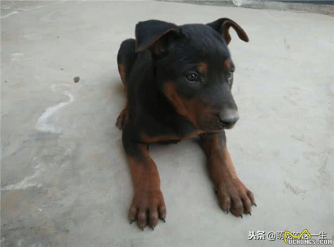 你知道吗?其实我们中国本土犬莱州红犬的能力，可以与德牧争高低