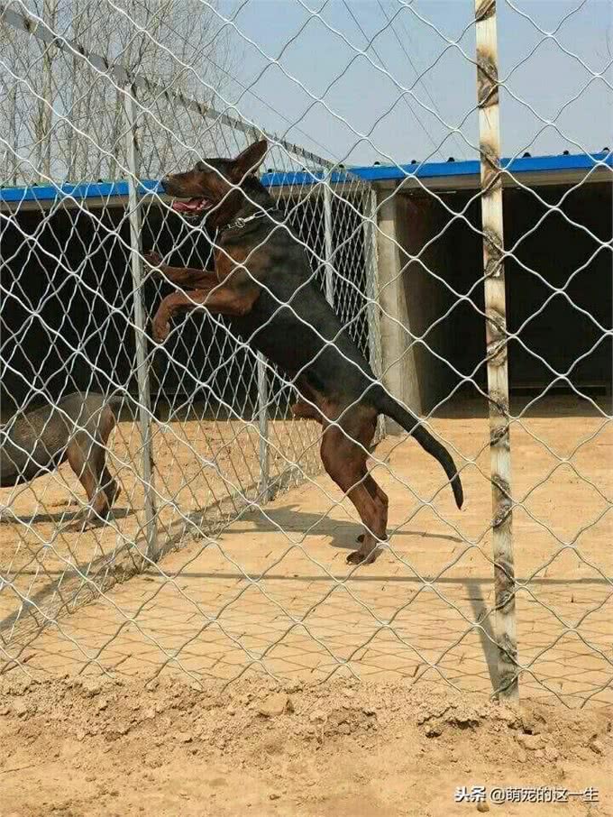 你知道吗?其实我们中国本土犬莱州红犬的能力，可以与德牧争高低