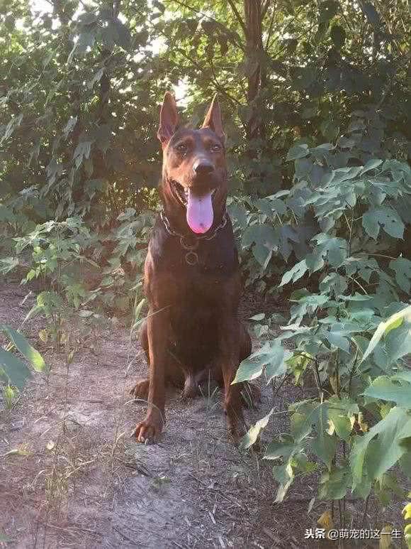 你知道吗?其实我们中国本土犬莱州红犬的能力，可以与德牧争高低