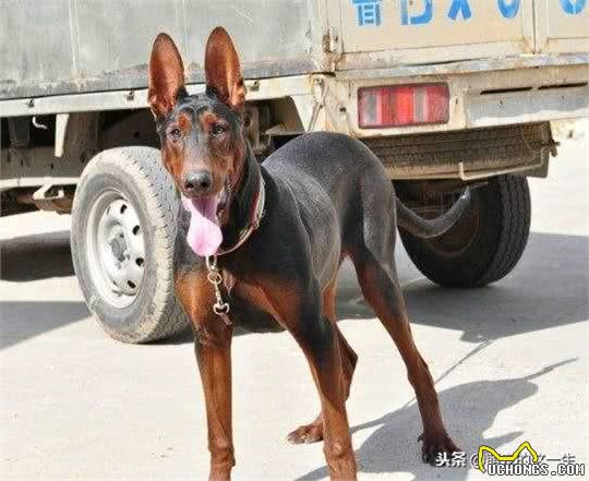 你知道吗?其实我们中国本土犬莱州红犬的能力，可以与德牧争高低