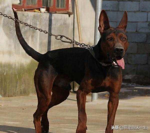 你知道吗?其实我们中国本土犬莱州红犬的能力，可以与德牧争高低