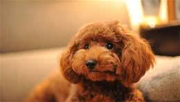 小巧粘人的5种狗狗