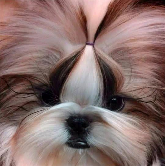 西藏不是只有藏獒犬，还有一种珍贵的名犬!