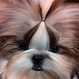 西藏不是只有藏獒犬，还有一种珍贵的名犬!