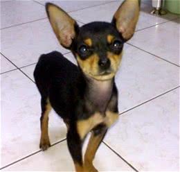 犬主必看，犬类致命杀手，犬瘟热