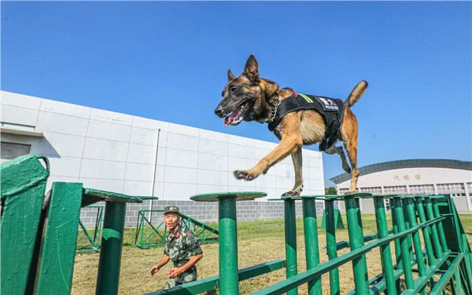 这4种狗，再有钱也不建议买!