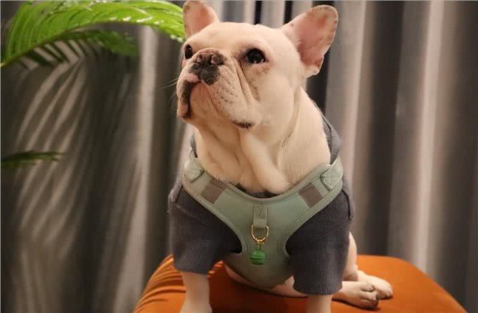 这4种狗，再有钱也不建议买!