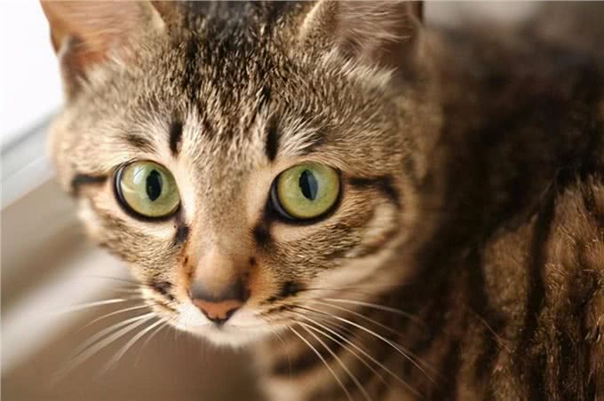 狸花猫明明这么优秀，为什么这么少人养?