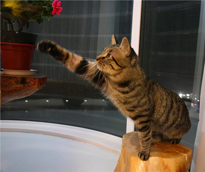 狸花猫明明这么优秀，为什么这么少人养?