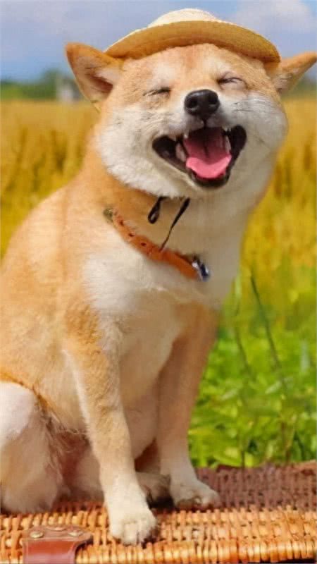 这几种狗狗寿命很长，能伴你长久，养到就偷笑吧!