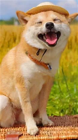 这几种狗狗寿命很长，能伴你长久，养到就偷笑吧!