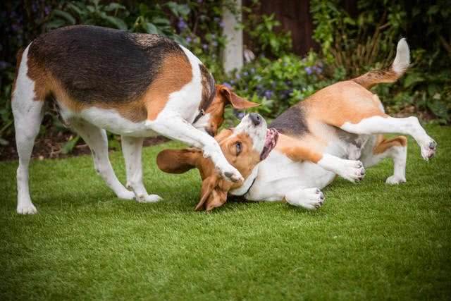 攻击性强烈的犬种:了解与管理这些特殊性格的狗狗