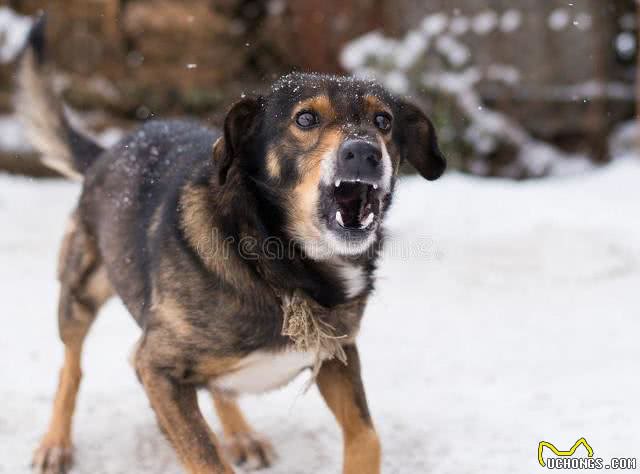 攻击性强烈的犬种:了解与管理这些特殊性格的狗狗