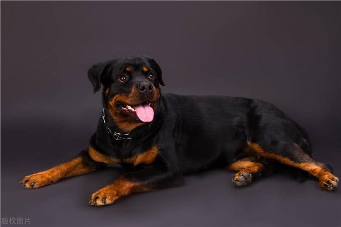 攻击性强烈的犬种:了解与管理这些特殊性格的狗狗