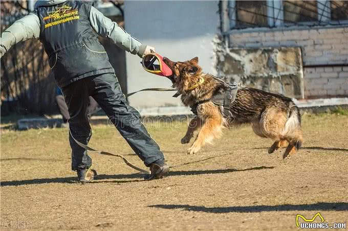 攻击性强烈的犬种:了解与管理这些特殊性格的狗狗