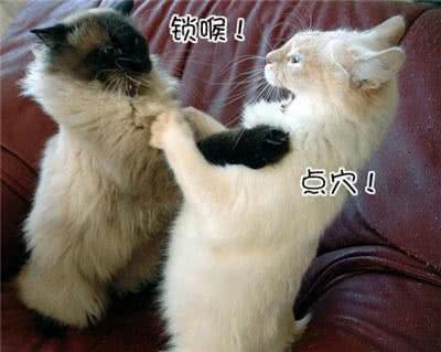 缅甸猫为什么会打架?如何预防缅甸猫打架?