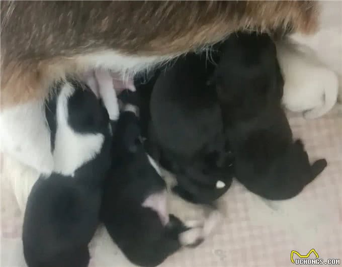 如何正确喂养小奶狗
