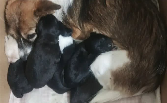 如何正确喂养小奶狗