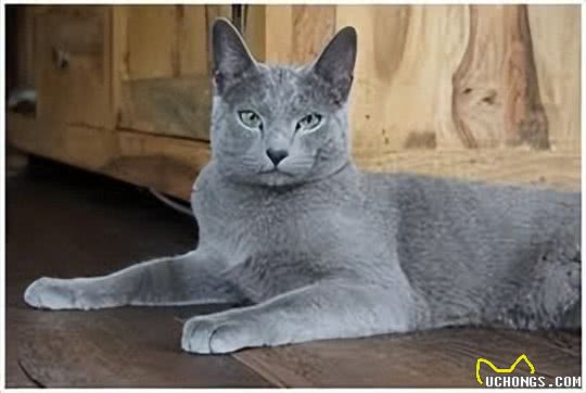 探秘俄罗斯蓝猫：时尚贵族的灰调之美