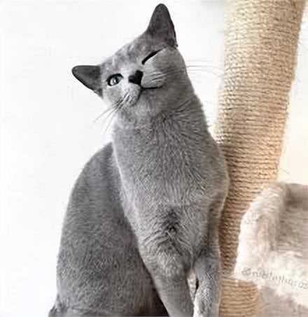探秘俄罗斯蓝猫：时尚贵族的灰调之美
