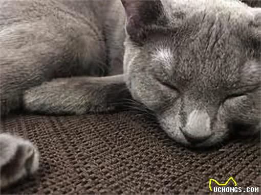 探秘俄罗斯蓝猫：时尚贵族的灰调之美