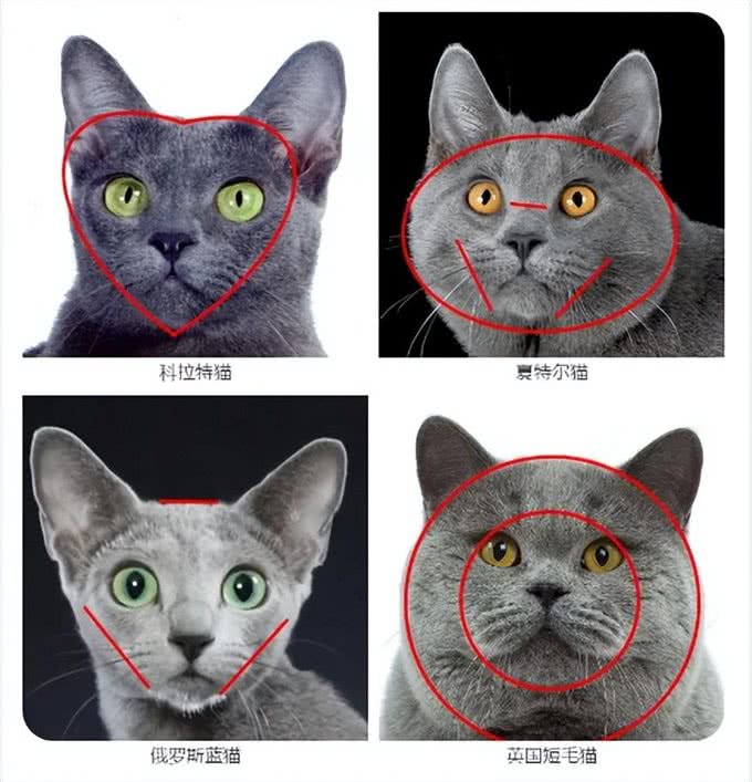 探秘俄罗斯蓝猫：时尚贵族的灰调之美