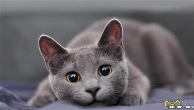 探秘俄罗斯蓝猫：时尚贵族的灰调之美