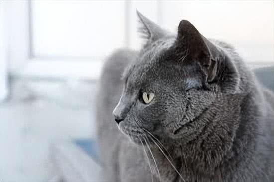 探秘俄罗斯蓝猫：时尚贵族的灰调之美