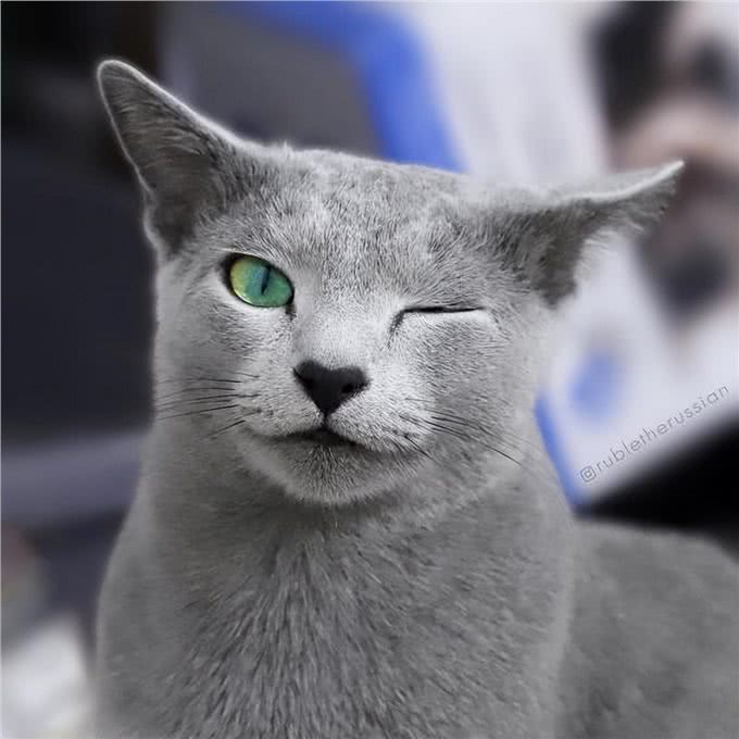 探秘俄罗斯蓝猫：时尚贵族的灰调之美