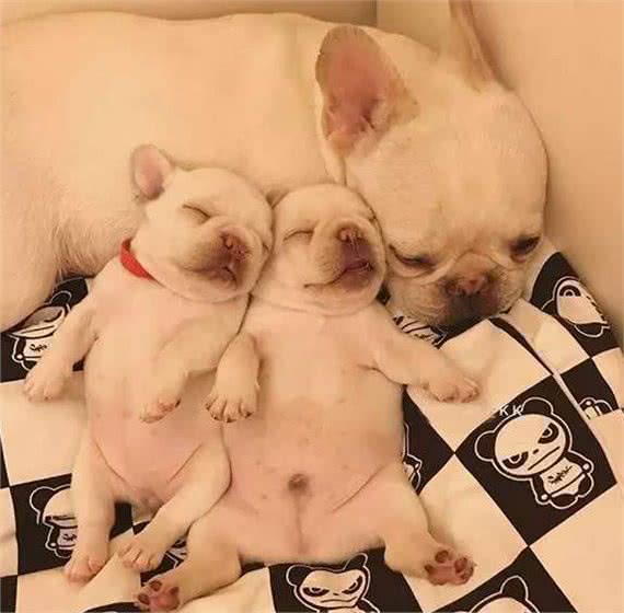 想养法国斗牛犬?先看看自己对它了解有多少
