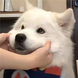 新手养狗必看!选狗粮指南~教你选出一款狗狗好吃的狗粮