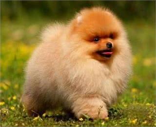 经常爱惹事的博美犬，应该怎么去挑选