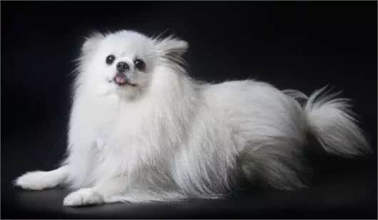 经常爱惹事的博美犬，应该怎么去挑选