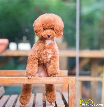 世界十大最聪明的狗排名，边境牧羊犬智商相当8岁小孩