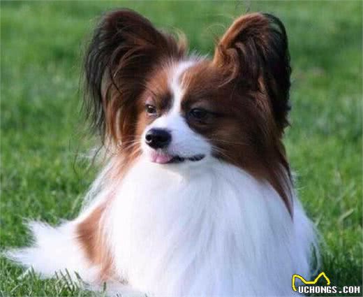 世界十大最聪明的狗排名，边境牧羊犬智商相当8岁小孩