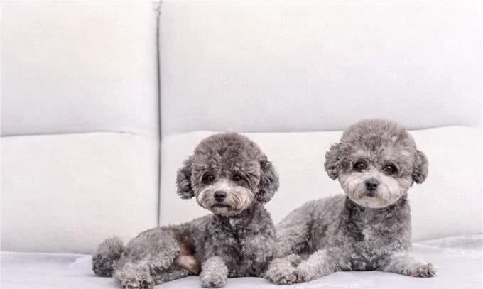明明都是贵宾犬，凭什么灰色泰迪更高贵，棕色泰迪表示不服