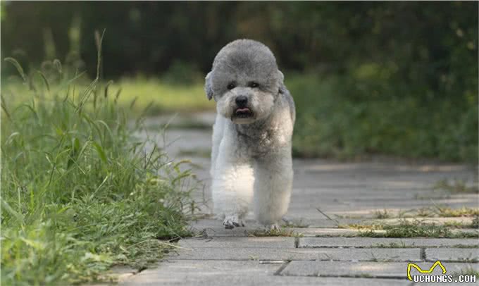 明明都是贵宾犬，凭什么灰色泰迪更高贵，棕色泰迪表示不服