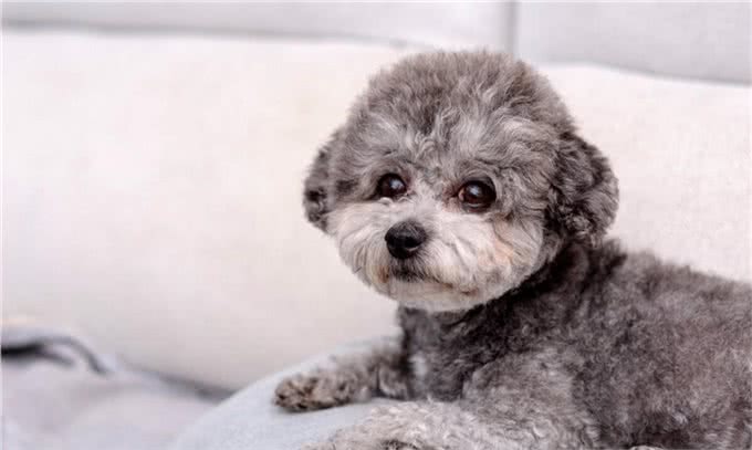 明明都是贵宾犬，凭什么灰色泰迪更高贵，棕色泰迪表示不服