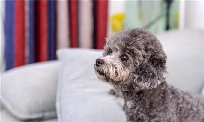 明明都是贵宾犬，凭什么灰色泰迪更高贵，棕色泰迪表示不服