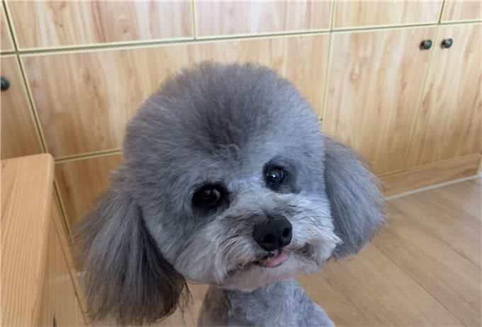 明明都是贵宾犬，凭什么灰色泰迪更高贵，棕色泰迪表示不服