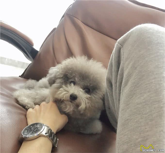 明明都是贵宾犬，凭什么灰色泰迪更高贵，棕色泰迪表示不服
