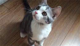 5种日常生活中最常见的纯种猫品种