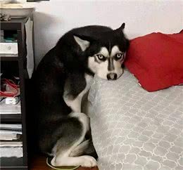 狗狗害怕的几件事情，特别是最后一件，不要做