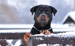 犬系男友罗威纳你了解多少?